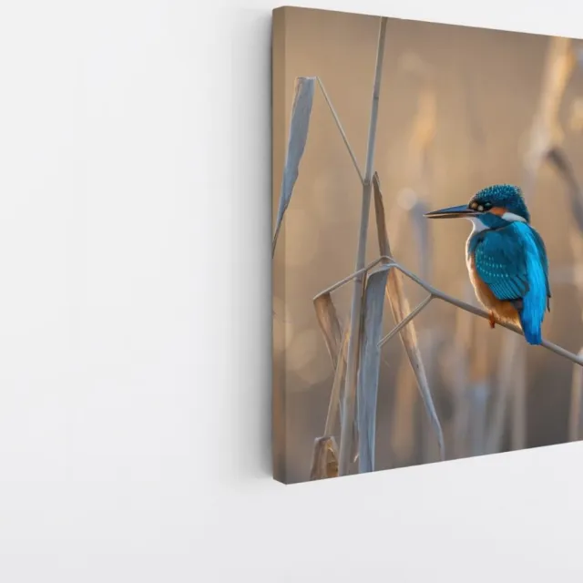 Saammp Canvas Schilderij - Vogel op tak - Dieren - Bloemen - 40x40 - Foto op canvas - Wanddecoratie - muurdecoratie Woonkamer - Slaapkamer decoratie - Canvas Print Multicolor