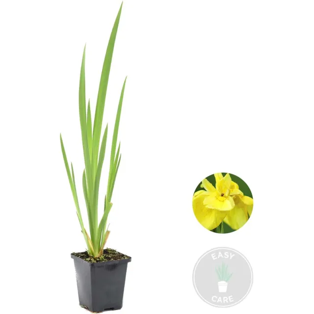 Bloomique Iris Pseudacorus - Gele Lis - Vijverplanten - Waterplanten - Winterhard - Hoogte 20-30 cm - Pot 9 cm 1x Iris geel - S