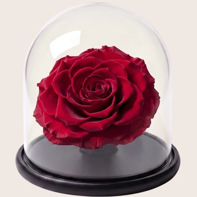 RoseAmor Mini Longlife Roos onder Glazen Stolp 13,5 cm – Echte Houdbare Roos – Rood – Cadeau voor Haar