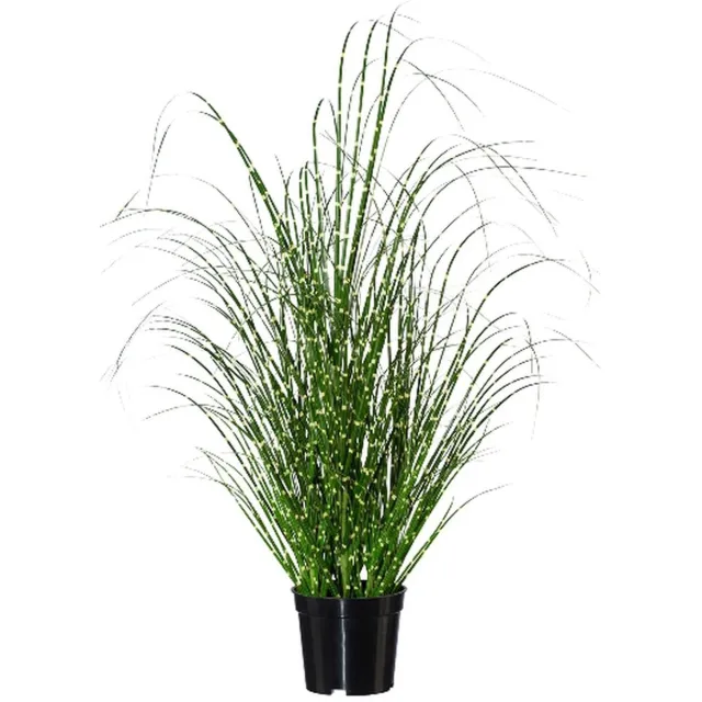 Gasper Zebragras Miscanthus in Pot 58 cm Groen