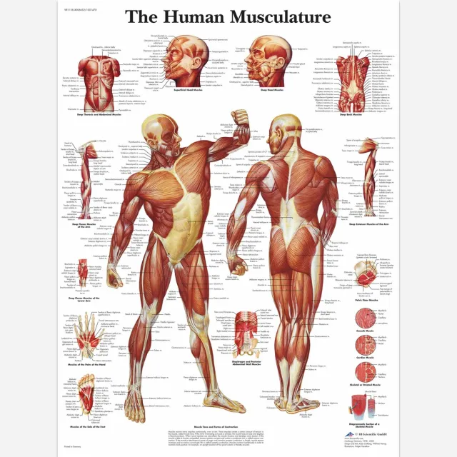 3B Scientific Het menselijk lichaam - anatomie poster spieren (Engels, papier, 50x67 cm)
