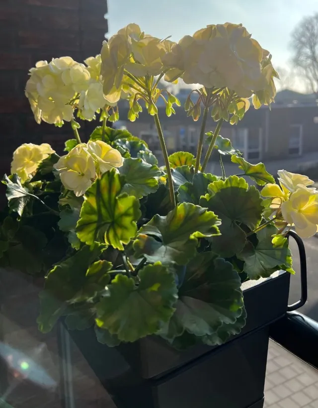 LeopoldFlora Buiten kunst geranium XL wit uv-bestendig Groen