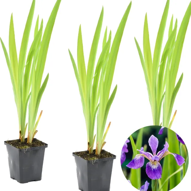 Bloomique Set van 3 - Iris Versicolor - Amerikaanse Lis - Vijverplanten - Waterplanten - Winterhard - Hoogte 20-30 cm - Pot 9 cm 3x Iris Versicolor