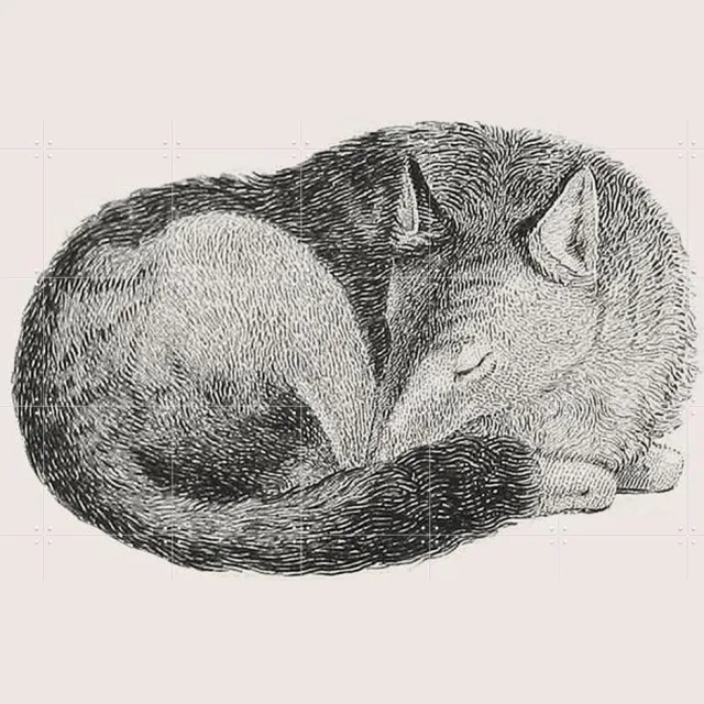 IXXI Sleeping Fox light, IXXI - 140 x 100 cm - Grote wanddecoratie en posters - Houtsnede, Vintage, Illustraties, Line art, Babykamer, Woonkamer Rustig / Bruin / Lichte tinten / Pastel kleuren