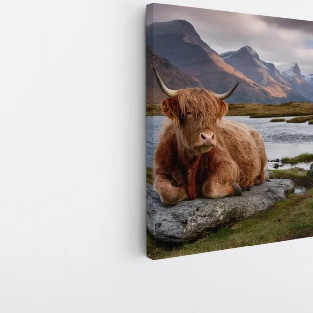 Saammp Canvas Schilderij - Schotse Hooglander Koe op steen - Natuur - Dieren - 40x40 - Foto op canvas - Wanddecoratie - Muurdecoratie Woonkamer - Slaapkamer decoratie - Canvas Print Multicolor