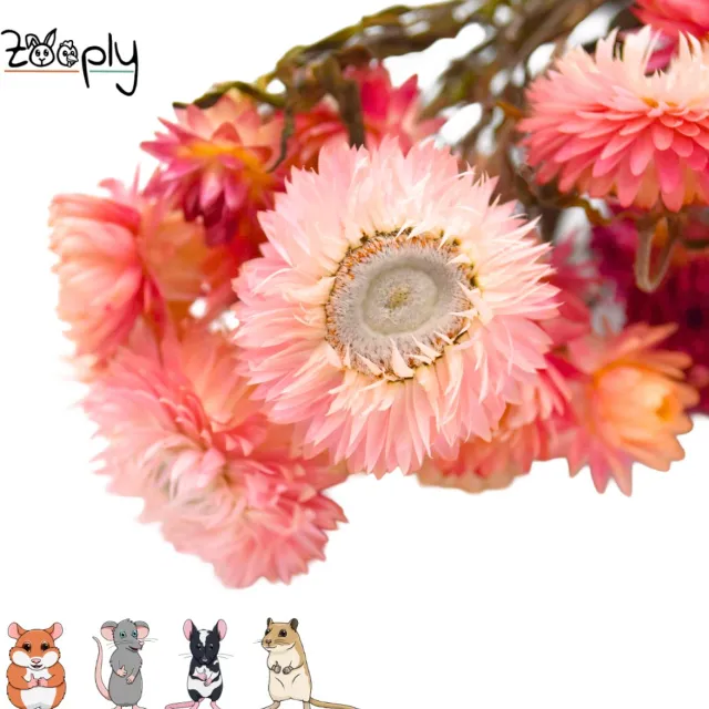 Zooply Strobloem - Roze - 70 gram - in koker
