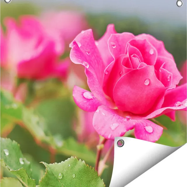 Gards Tuinposter Roze Roos met Waterdruppels - 50x50 cm - Tuindoek - Tuindecoratie - Wanddecoratie buiten - Tuinschilderij Multikleur