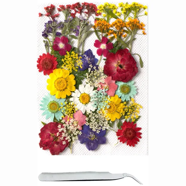 Famanu Set van 40 kleurrijke gedroogde bloemen voor resin en kunstambachten