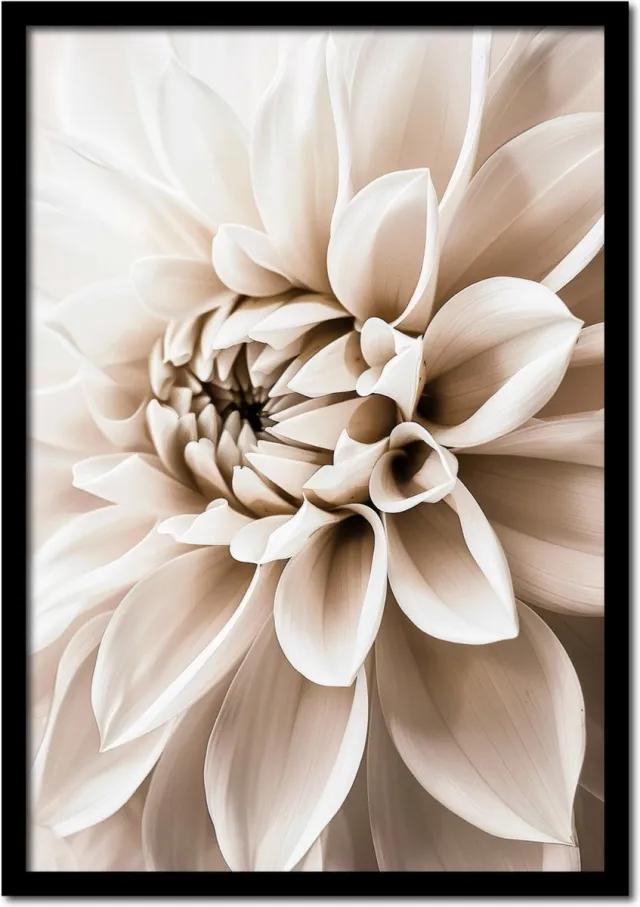 Plakkers Poster witte dahlia bloem - 21cm x 30cm a4 - vintage - woonkamer - slaapkamer - bloemen posters - goedkoop - muurposter - natuur - wanddecoratie Full-colour