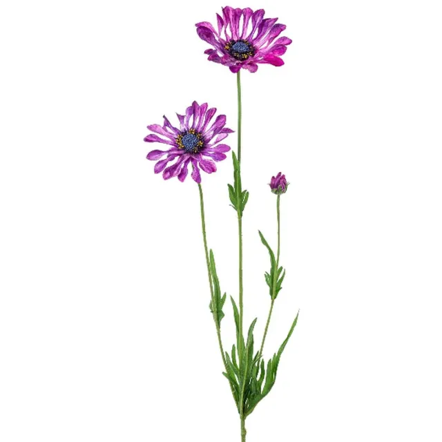 Gasper Kaapse Margrieten Lila-Paars lepelbladig 66 cm