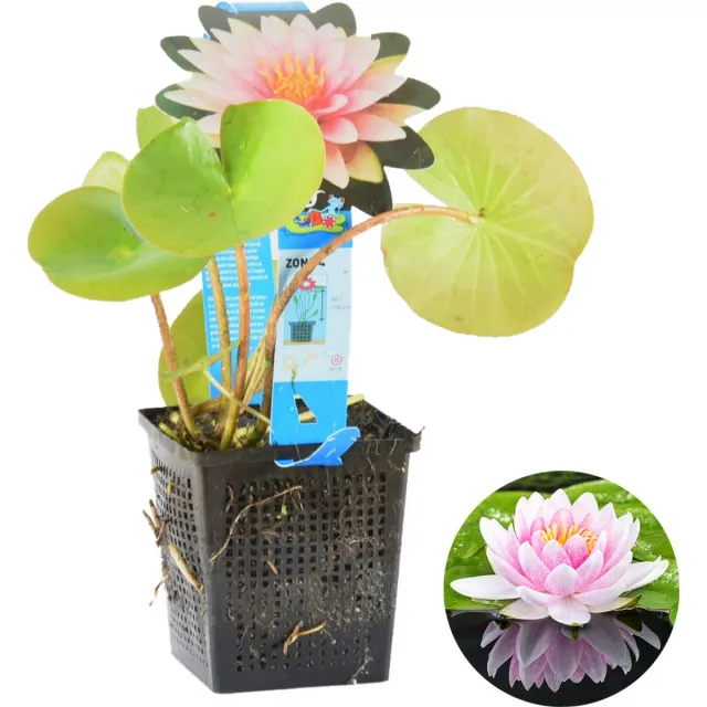 Bloomique Nymphaea Wilfron Gonnere - Waterlelie - Roze - Vijverplanten - Waterplanten - Winterhard - Hoogte 10-20 cm - Pot 11 cm