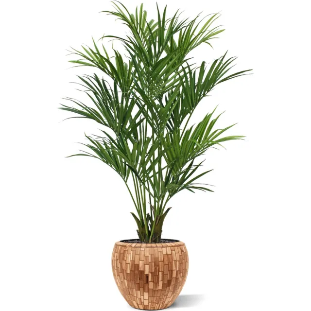 Maxifleur Kentia deluxe kunstpalm XL 190cm Groen