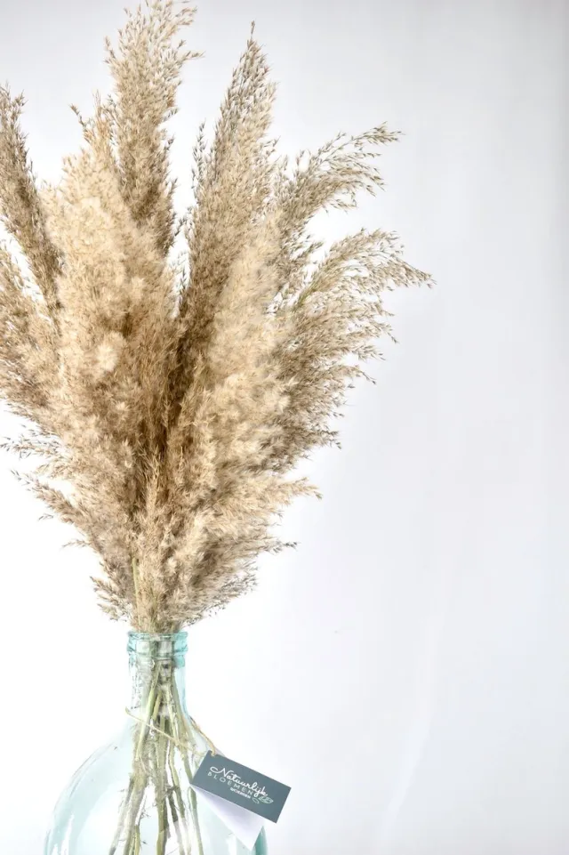 Natuurlijk Bloemen Pampas pluimen - 10 stuks - Pampasgras - Droogbloemen - 80 cm - Boeket decoratie pluimen - Natuurlijk Bloemen Beige