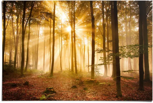 Poster Enlightened Forest - 61 x 91,5 - Papier - REINDERS