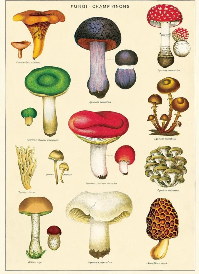 Cavallini & Co Poster Paddenstoelen - Cavallini & Co - Vintage Schoolplaat Mushrooms Multi Color