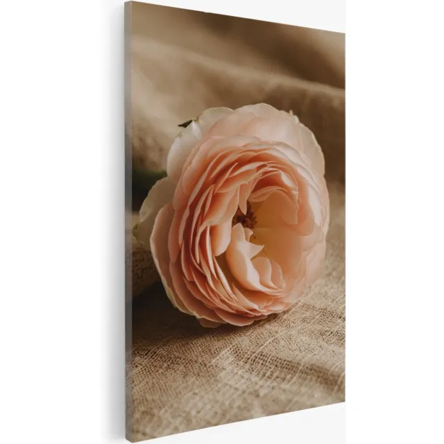 Saammp Canvas Schilderij - Roze Roos op deken - Natuur - Bloemen - 40x50 - Foto op canvas - Wanddecoratie - Muurdecoratie Woonkamer - Kantoor Decoratie Multicolor
