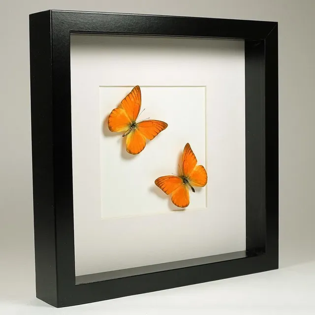 Vlinders in Lijst Opgezette Oranje Vlinder in Zwarte Lijst - Appias Nero 2x