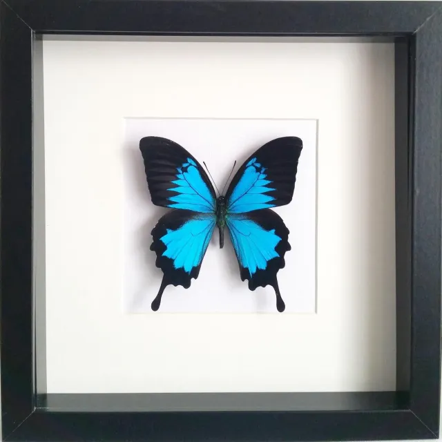 DeMuseumwinkel.com Opgezette vlinder in zwarte lijst 25x25cm - Papilio ulysses ulysses
