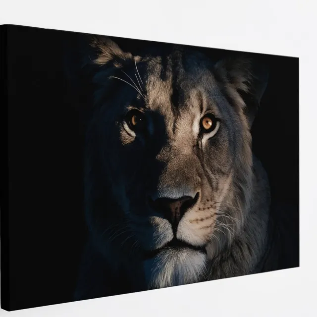 Saammp Canvas Schilderij - Leeuwen Portret - Lichtval - Dieren - Natuur - 70x50 - Foto op canvas - Wanddecoratie - Muurdecoratie Woonkamer - Slaapkamer decoratie - Canvas Print Multicolor