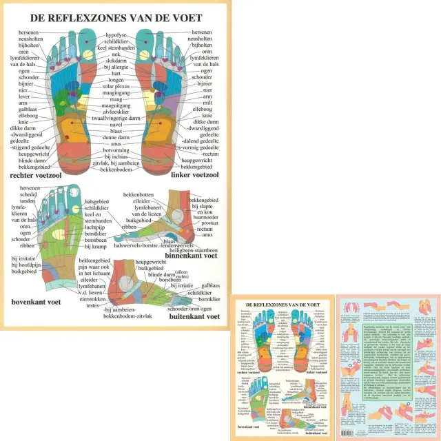 van Baarle Aatomie posters voetreflexologie (Nederlands, gelamineerd, A2 + A4) + ophangsysteem met ophangsysteem