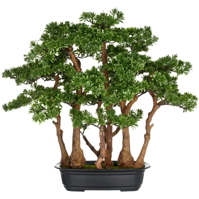 Kopu Thee Bonsai met 7 Stammen - 60 X 60 cm - In Zwarte Plastic Pot Groen