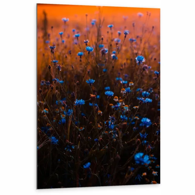 KuijsFotoprint Dibond - Blauwe Bloemetjesstruik - 80x120cm Foto op Aluminium (Met Ophangsysteem)