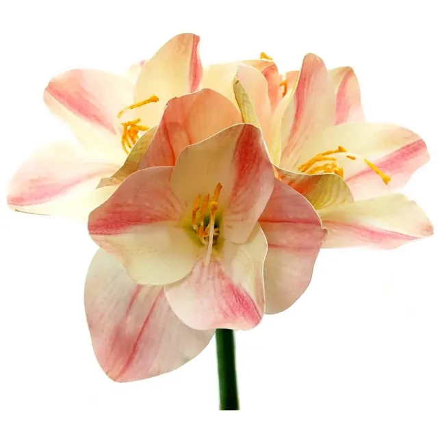 Gasper Amaryllis Tweekleurig Crème & Roze - Steellengte 56 cm Creme