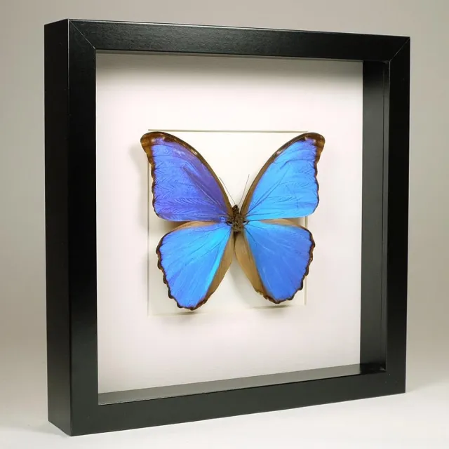 Vlinders in Lijst Opgezette Blauwe Vlinder in Zwarte Lijst - Morpho Didius