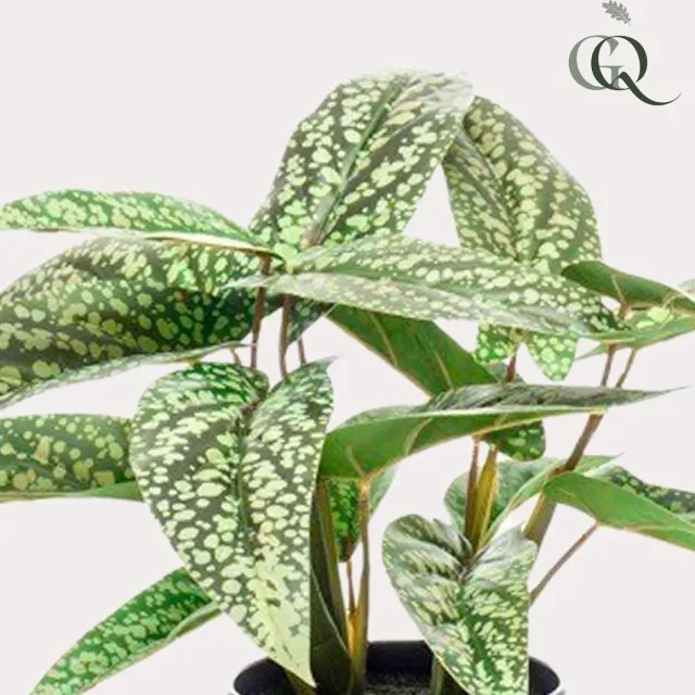 Green Harmony Plants Kunstplant - Calathea Dots - Schaduwplant - 38 cm Groen