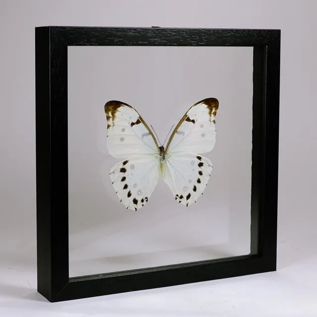 Vlinders in Lijst Opgezette Witte Vlinder in Dubbelglas Lijst - Morpho Luna Zwart