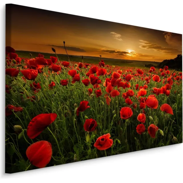 karo-art Schilderij - Rode klaprozen bij zonsondergang, premium print Multikleur