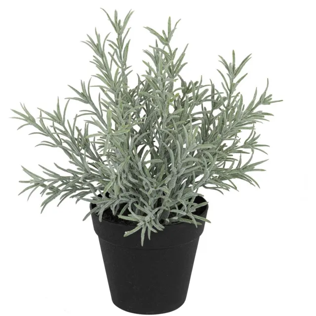 Meander Lavendel in pot, groen/wit 30cm