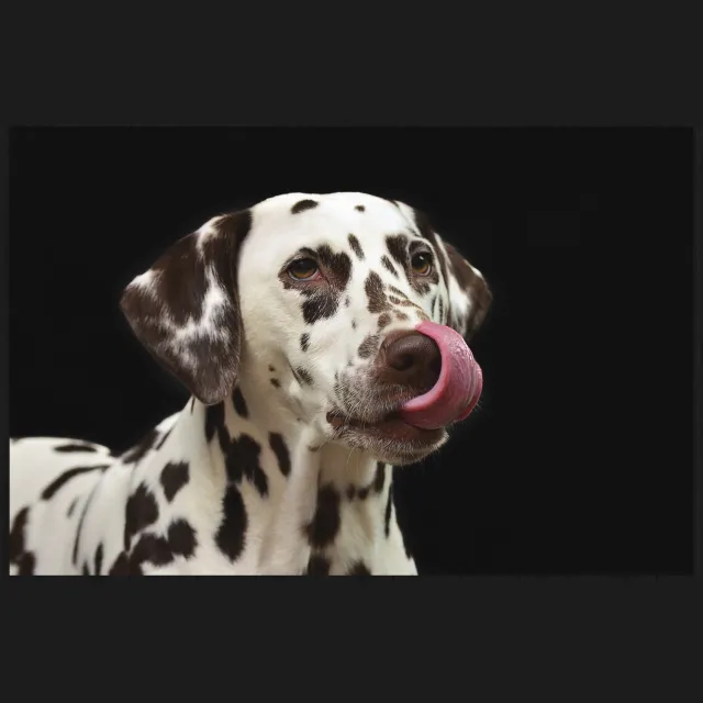 WANDKRAFT Schilderij - Dalmatiër - hond - Collectie faces - Forex met zwarte lijst - 148x98cm Black-White