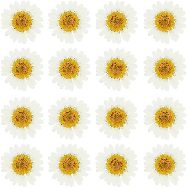 Famanu Gedroogde geperste bloemen set van 48 madeliefjes, voor DIY projecten en decoratie