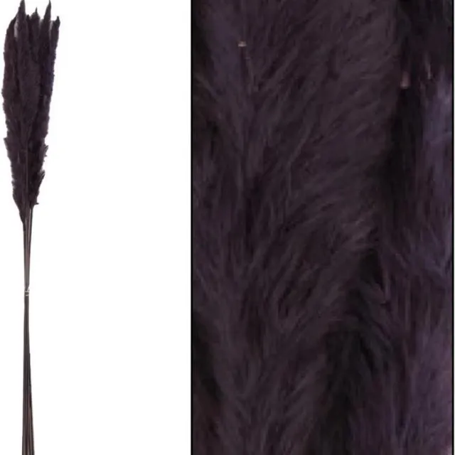 Natural Collections Gedroogde bloemen - pampas kattenstaartjes - zwart 6 stuks - 65 tot 75 cm