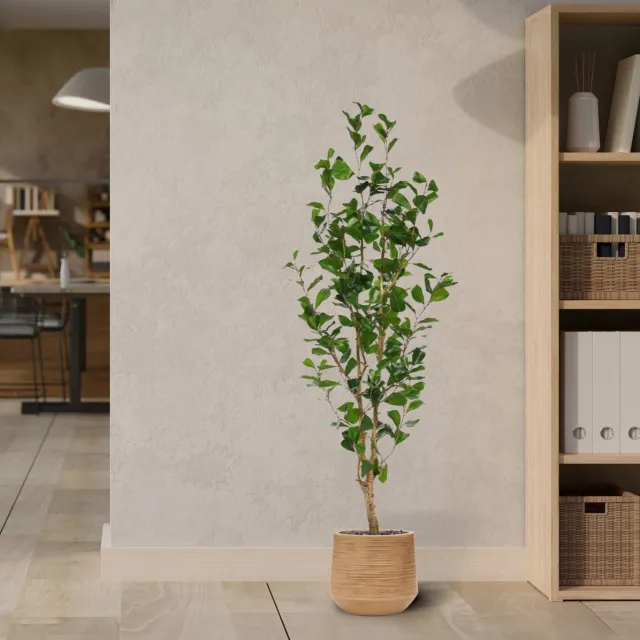 maxifleur Kunstplanten Ficus Triangularis Kunstplant 150cm Groen