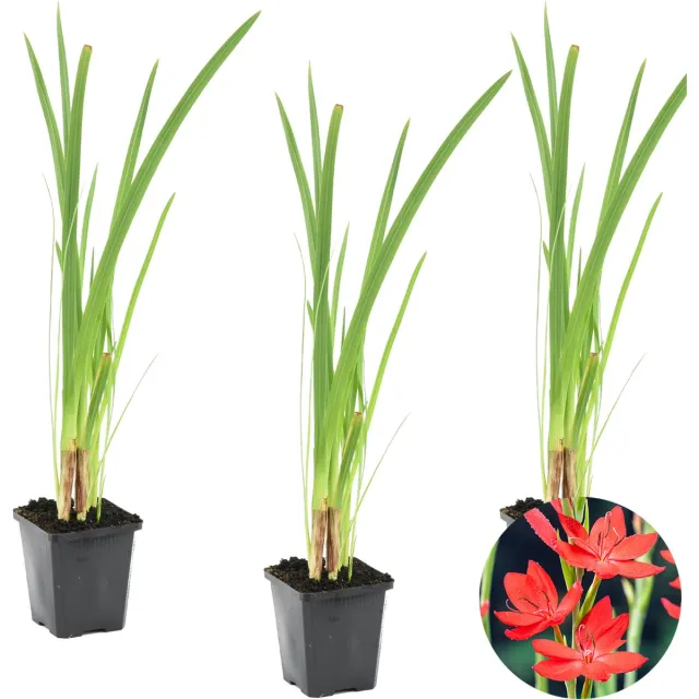Bloomique Set van 3 - Schizostylis Coccinea - Rode Kafferlelie - Moerasgladiool - Vijverplanten - Waterplanten - Winterhard - Hoogte 10-20 cm - Pot 9 cm 3x Coccinea