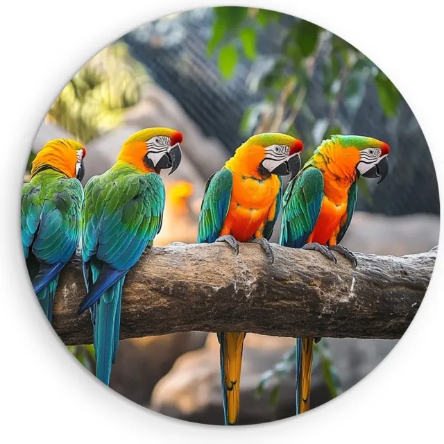 Saammp Muurcirkel Hout - 5 papegaaien op tak - Dieren - Bloemen - Ø 40 - Wandcirkel - Wanddecoratie Cirkel - muurdecoratie Woonkamer - Slaapkamer decoratie - Rond Schilderij