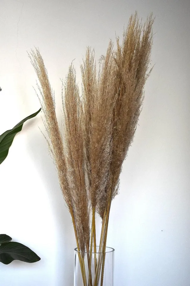 Natuurlijk Bloemen Pampas pluimen | 3 stuks | Droogbloemen | 90 - 100 cm creme