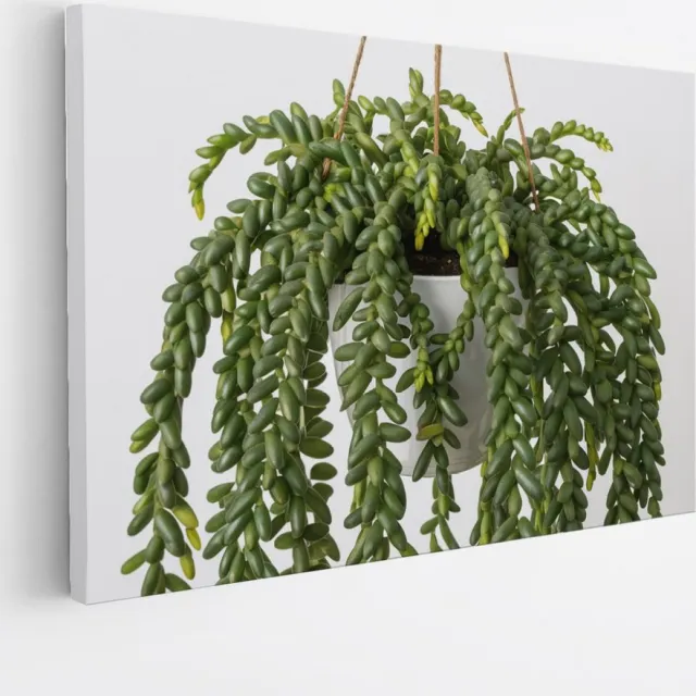 Saammp Canvas Schilderij - Hangplant Vetplant - Natuur - Abstract - 100x75 - Foto op canvas - Wanddecoratie - Muurdecoratie Woonkamer - Kantoor Decoratie Multicolor