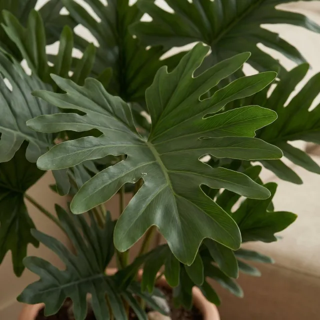 Trendyplants Kunst Philodendron Selloum - Boomphilodendron - Kunstplant - Hoogte 70cm - Potmaat Ø19cm Groen