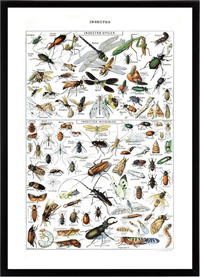 Esque Poster In Zwarte Lijst - Vintage Insecten - Large 70x50 - Educatief - Biologie - Schoolplaat - Retro Zwart Lijst