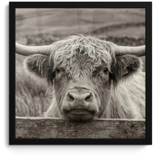 FrameYourWall Poster in lijst - Fotolijst 40x40 cm - Posters - Schotse hooglander - Zwart - Wit - Hout - Posterlijst zwart - Decoratie - Wanddecoratie woonkamer - Muurdecoratie slaapkamer