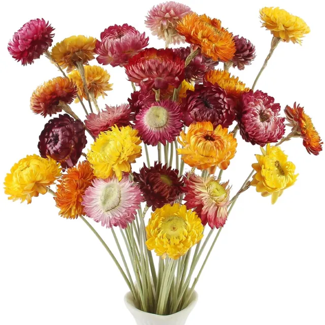 Famanu Natuurlijke droogbloemen set van 32 stuks voor decoratie en bruiloften