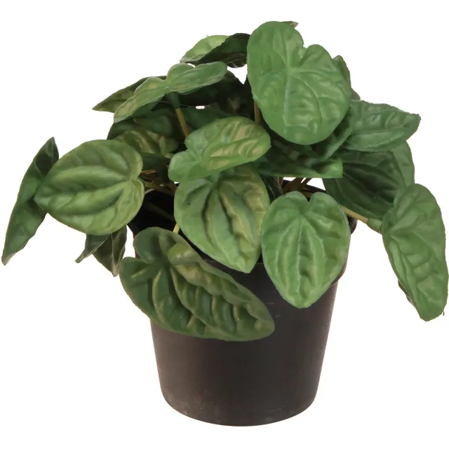 Viana Peperomia Green Twist - Robuuste, decoratieve kamerplant in een pot va groente