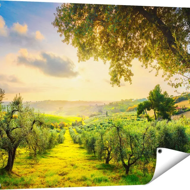 Gards Tuinposter Olijvenbomen - Olijvengaard - 100x80 cm - Tuindoek - Tuindecoratie - Wanddecoratie buiten - Tuinschilderij Multikleur