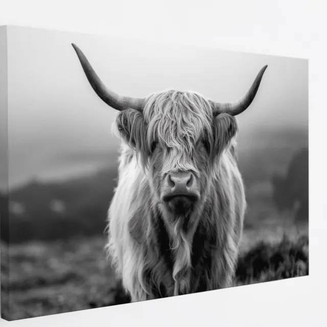 Saammp Canvas Schilderij - Schotse Hooglander Koe op de hooglanden - Dieren - Natuur - 50x40 - Foto op canvas - Wanddecoratie - muurdecoratie Woonkamer - Slaapkamer decoratie - Canvas Print Multicolor