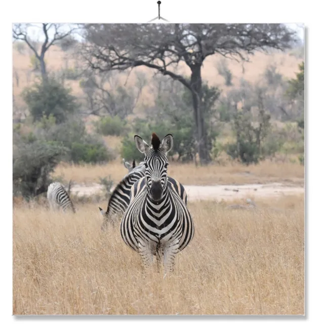 MC Living Tegel Met Opdruk | Cadeau | Verjaardag kado | Zebra Ontwerp 2