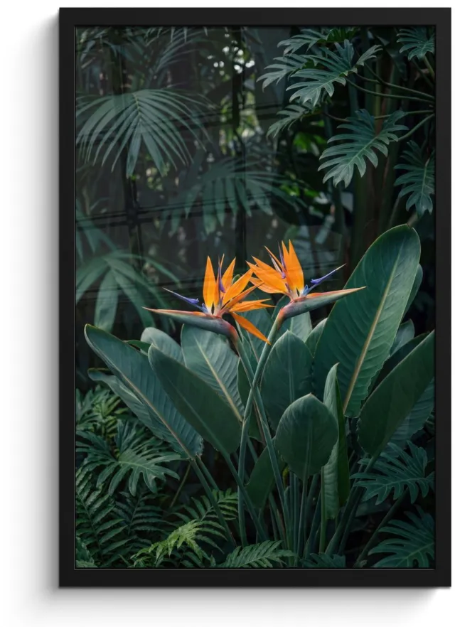FrameYourWall Poster in lijst - Fotolijst 40x60 cm - Posters - Paradijsvogel - Bloem - Exotisch - Posterlijst zwart - Decoratie - Wanddecoratie woonkamer - Muurdecoratie slaapkamer