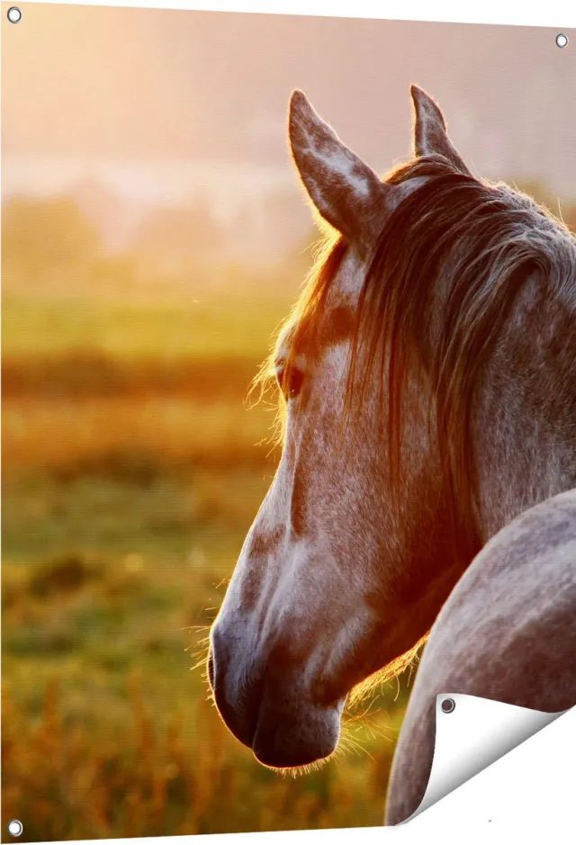 Gards Tuinposter Paard in de Weide tijdens Zonsondergang - 80x100 cm - Tuindoek - Tuindecoratie - Wanddecoratie buiten - Tuinschilderij Multikleur